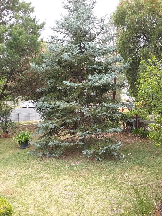 Langley Cottage B&B Coonabarabran Buitenkant foto